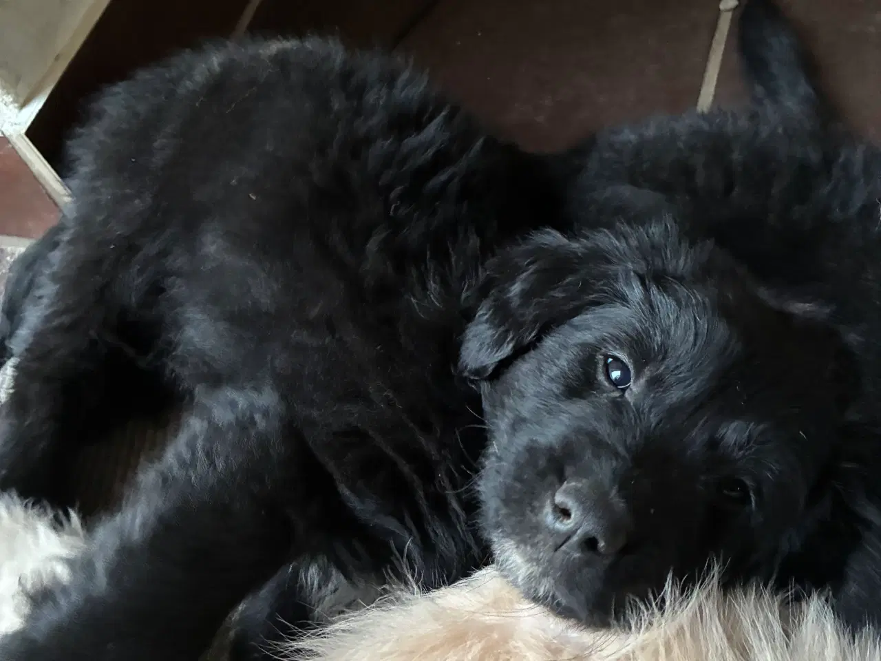 Billede 6 - Skønne familiehunde. Kun 2 tilbage. 