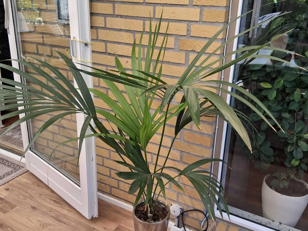 Billede 1 - Palme med urtepotte skjuler