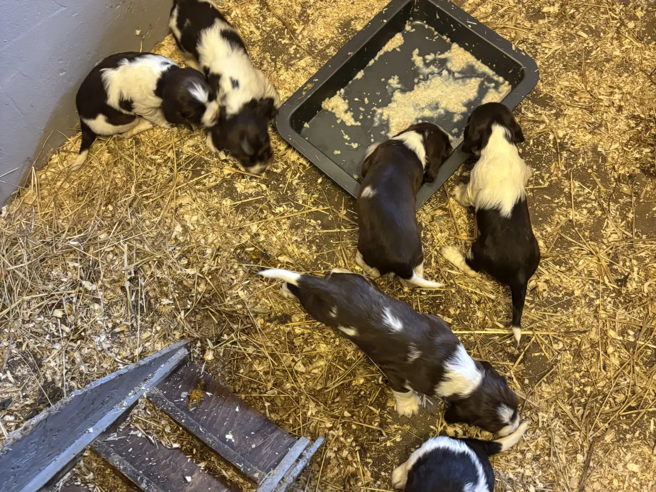 Billede 3 - Engelsk Springer Spaniel