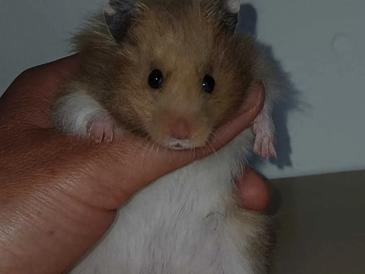 Billede 12 - Guldhamster unger
