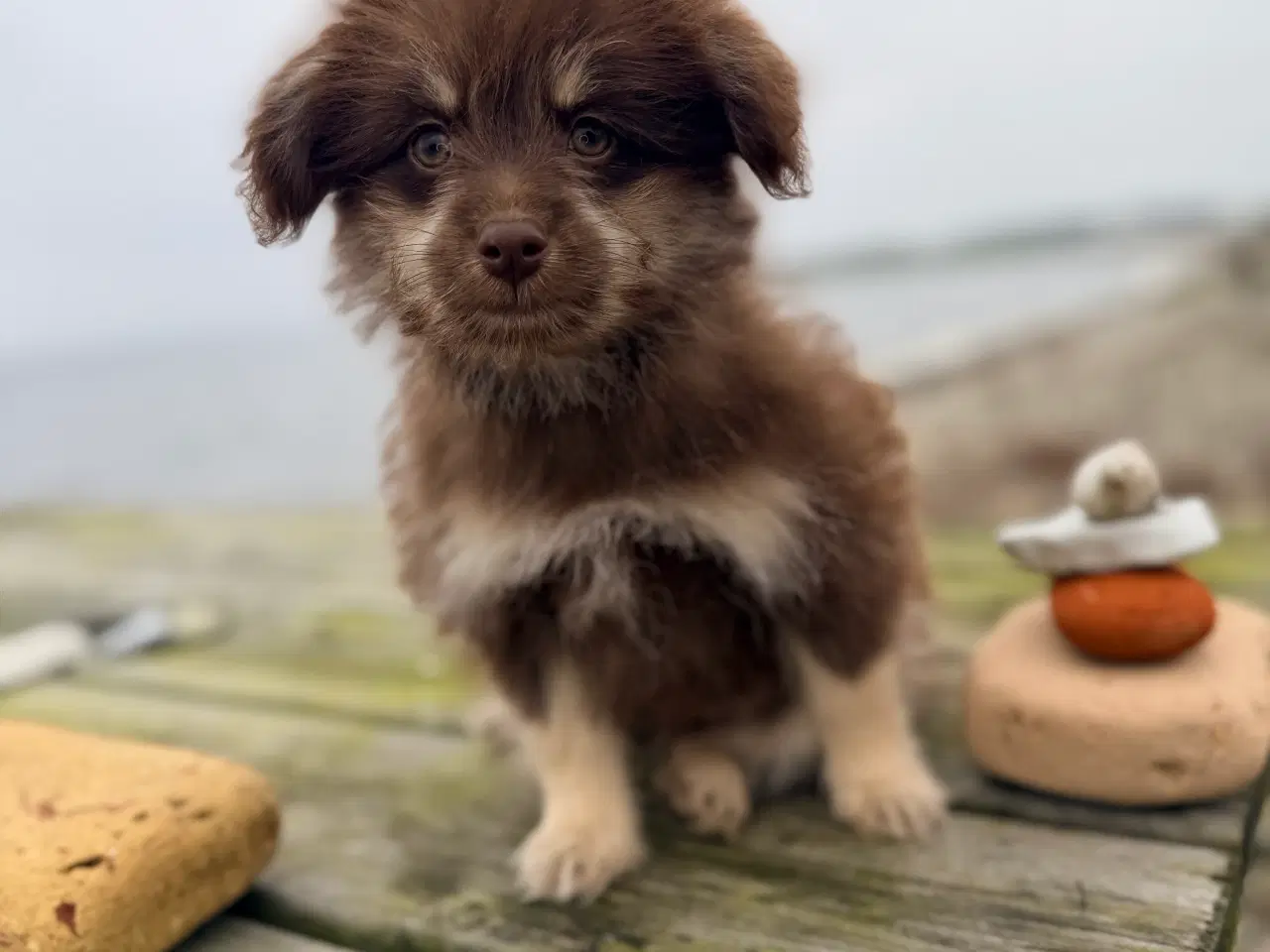 Billede 6 - Brune Pomapoo bamser