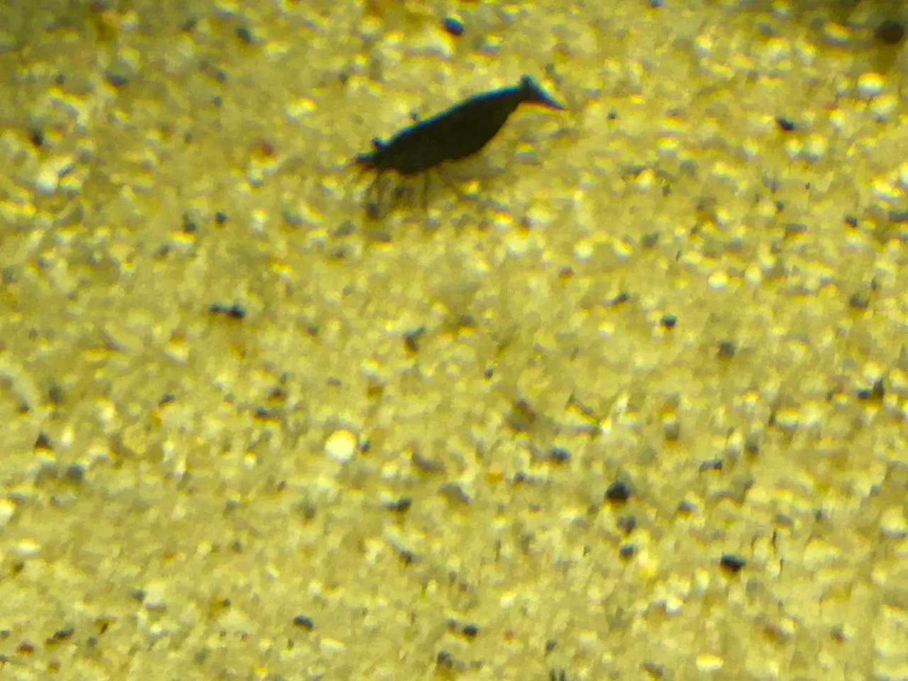 Billede 3 - 🦐🖤 Sort kirsebær reje – dyb sort farve | GLS 