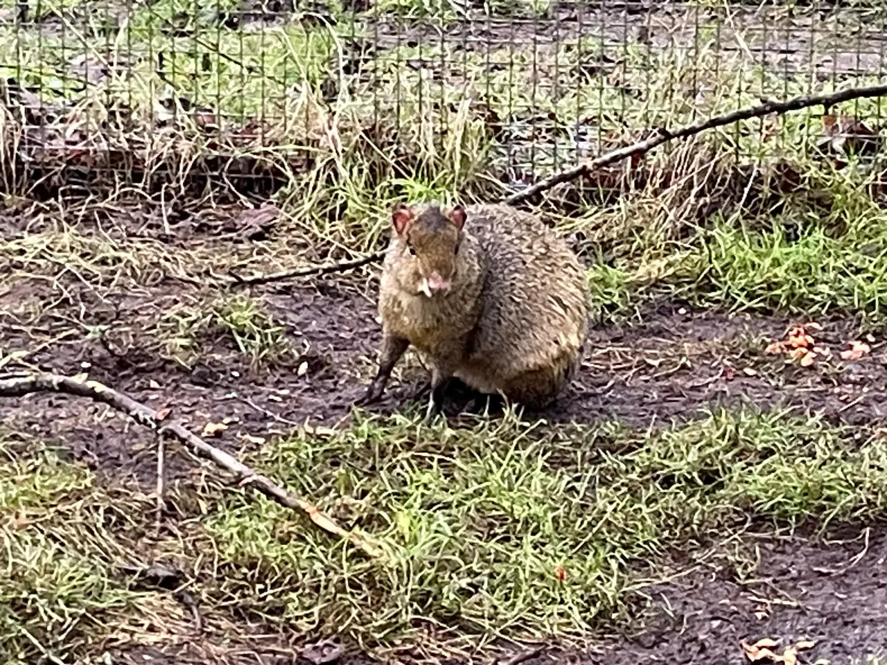 Billede 3 - Grøn Agouti