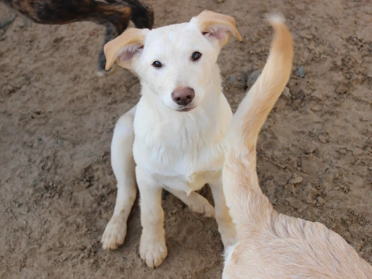 Billede 4 - Åh åh åh Buster… kigger efter sin familie