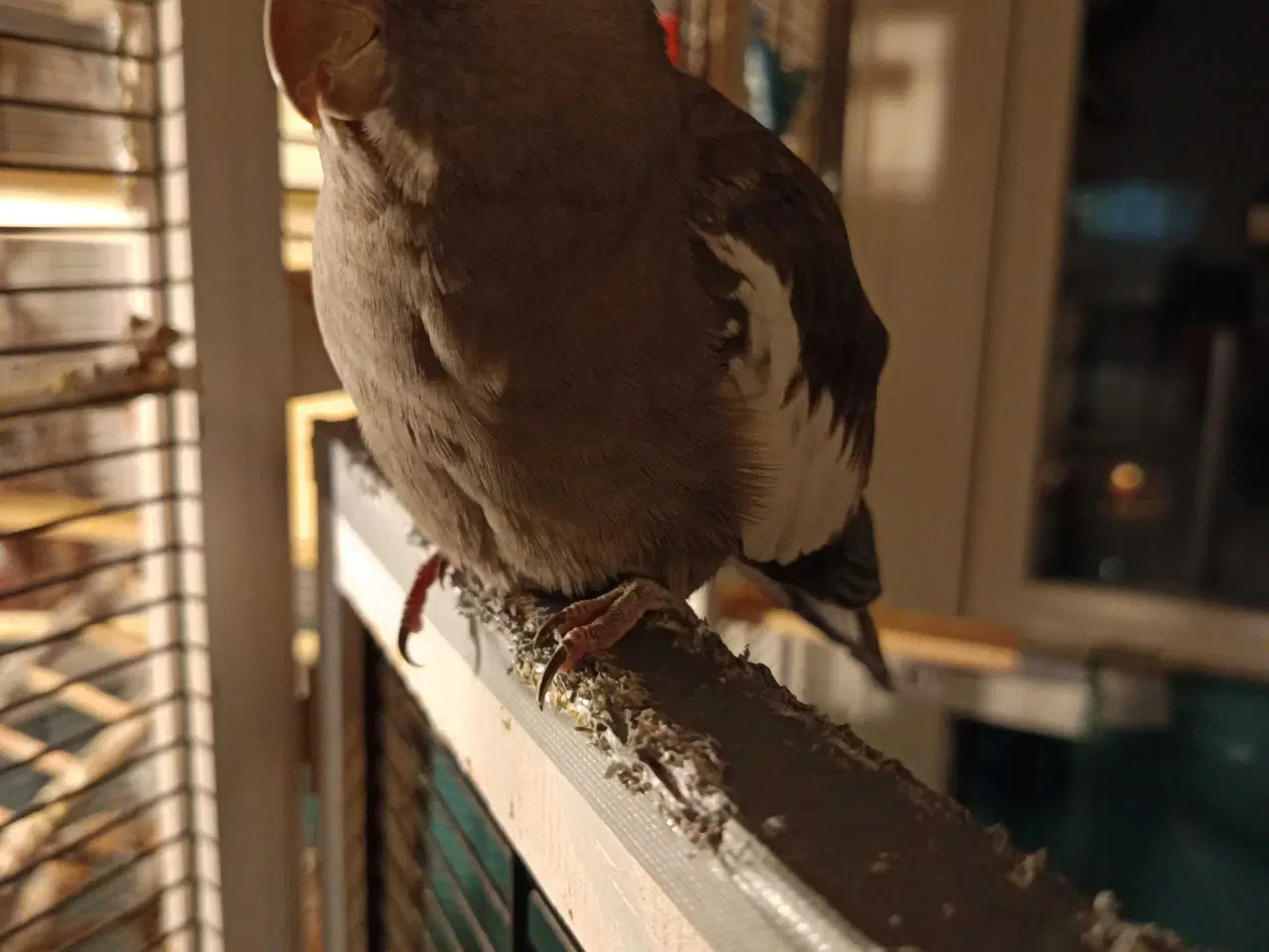 Billede 5 - Nymfeparakit 0 år