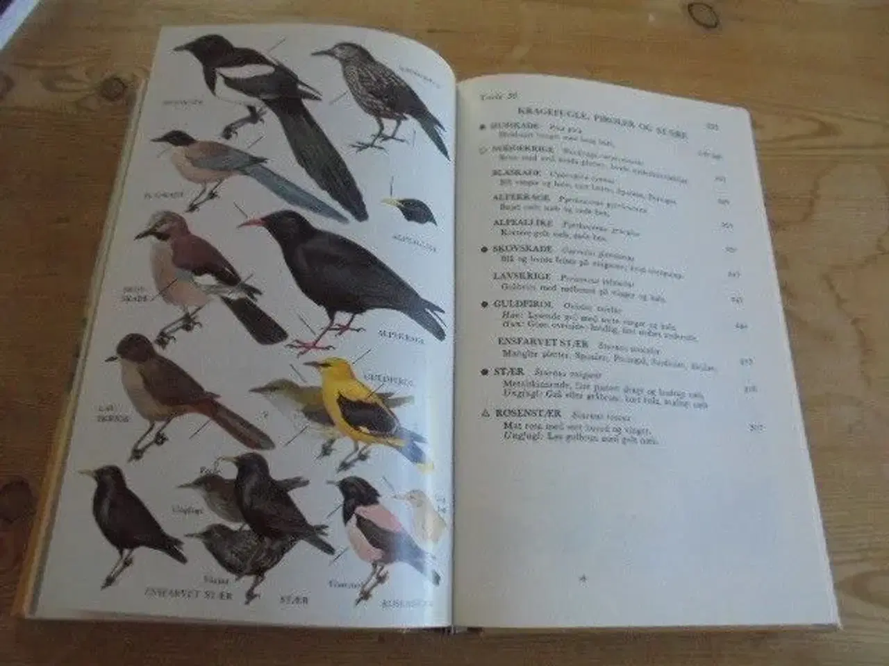 Billede 4 - Europas fugle - illustreret fuglehåndbog 