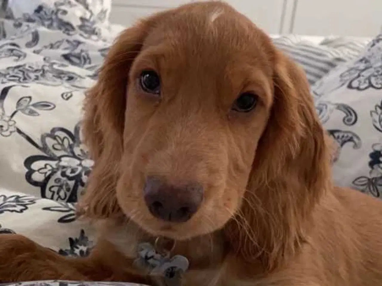 Billede 3 - Parring tilbydes af engelsk cocker spaniel 