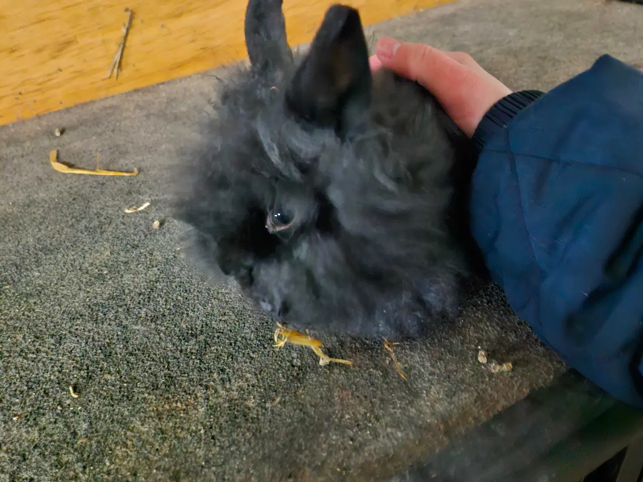 Billede 1 - Tam kanin unge 