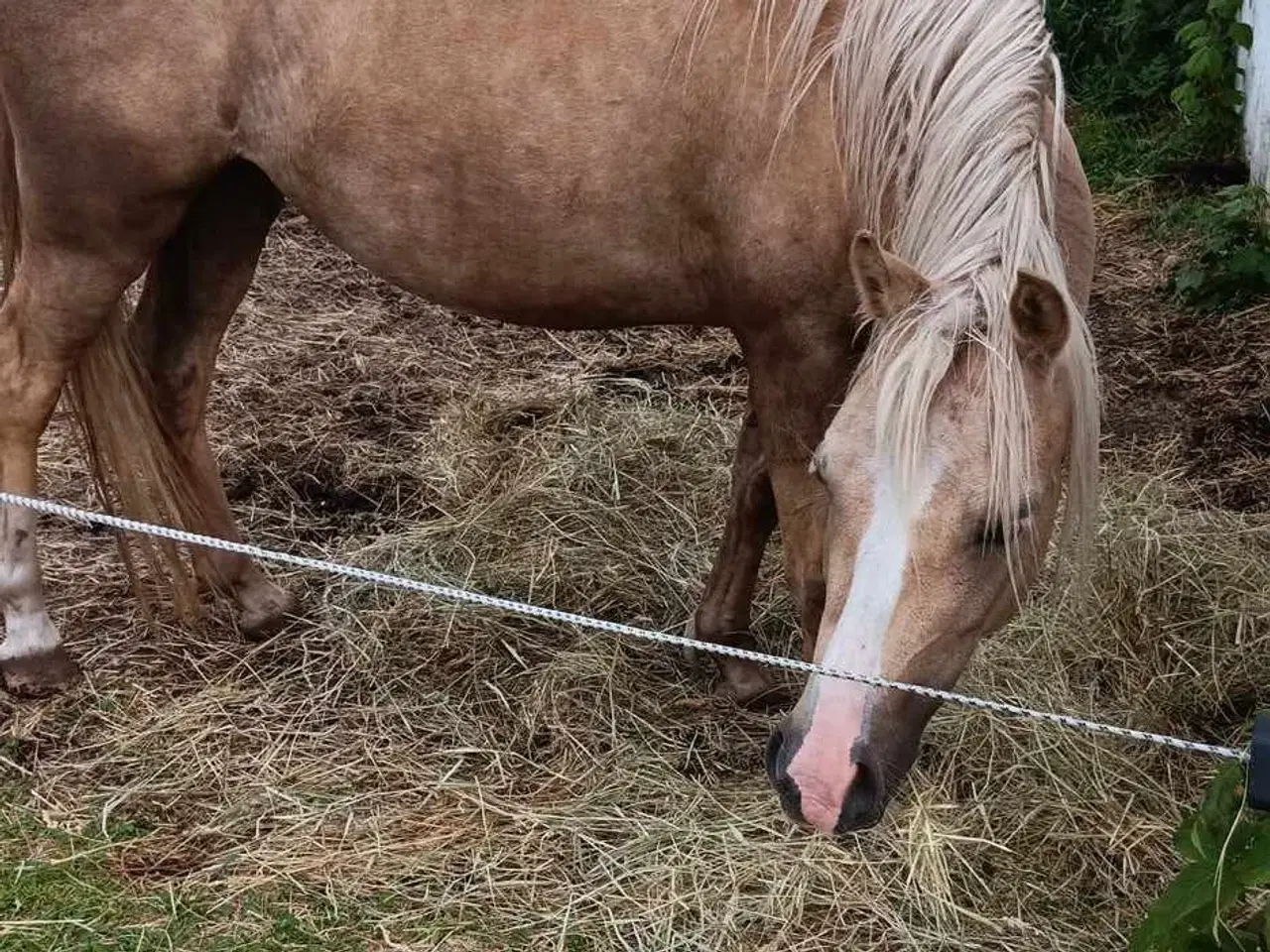 Billede 1 - Smuk palomino hoppe bytte med anden