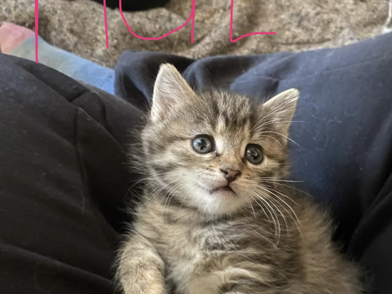 Billede 7 - Dejlige killinger salgs klar d.8-6-26