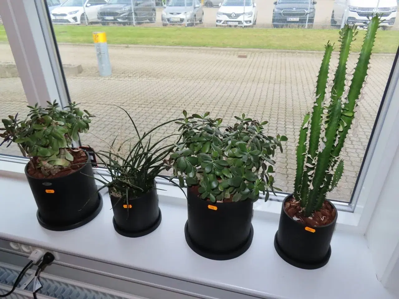 Billede 1 - 4 stk planter i potter