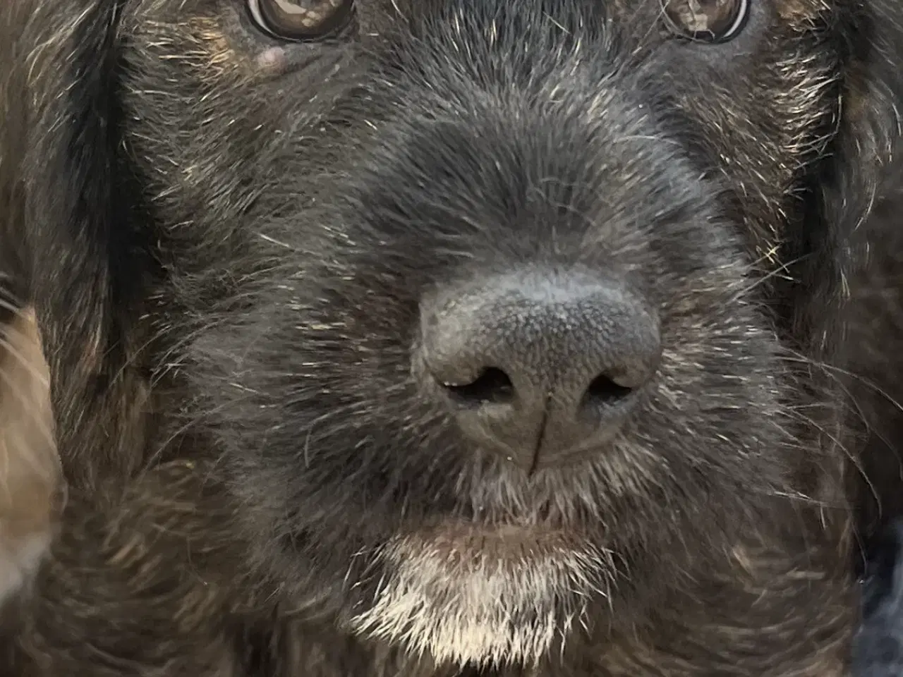 Billede 6 -  Stueopdræt  Blandings hundehvalpe 