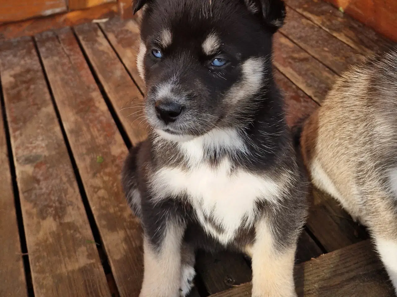 Billede 14 - Rottsky hvalpe søger nye, kærlige hjem