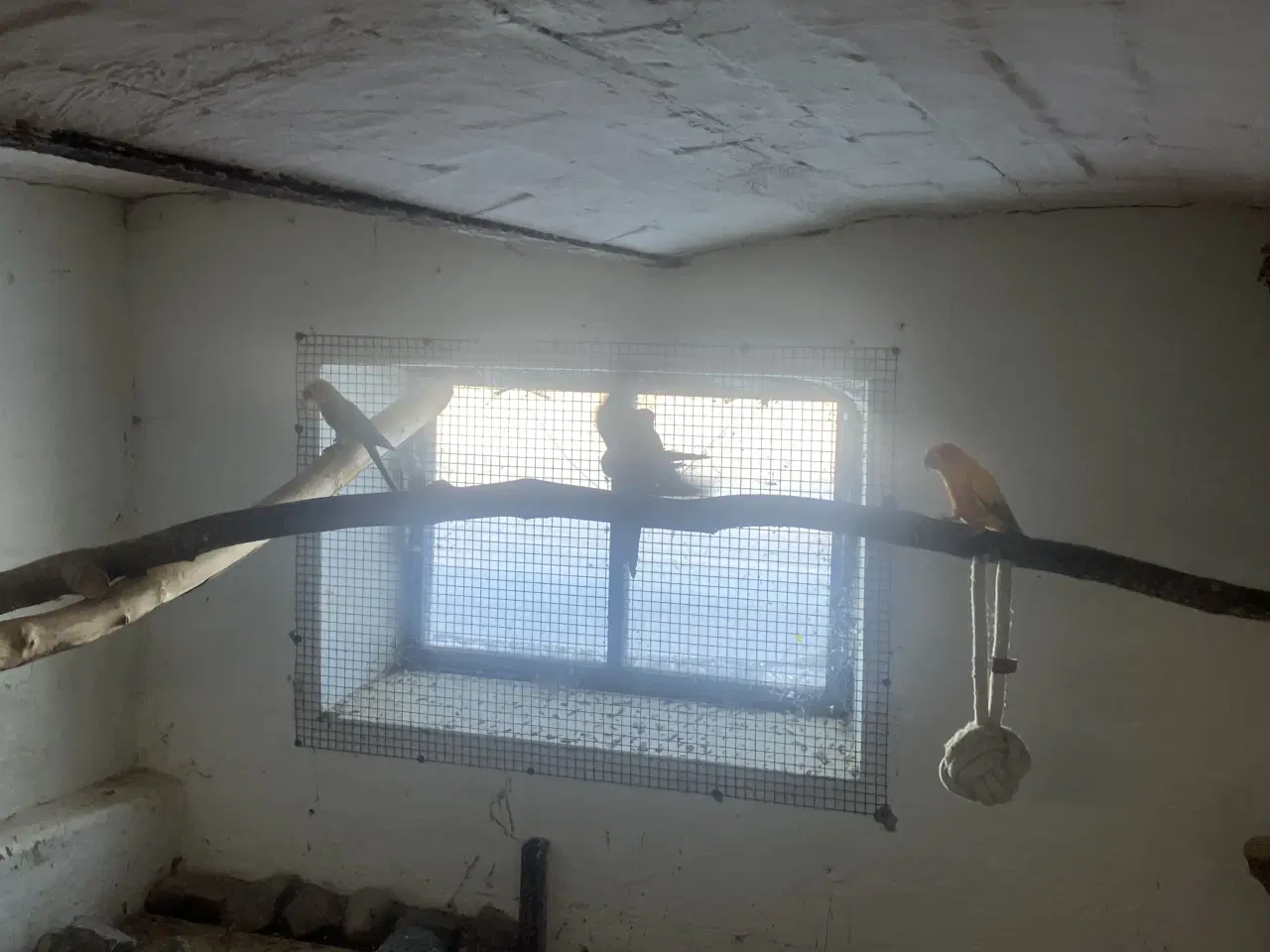 Billede 4 - Solparakitter 