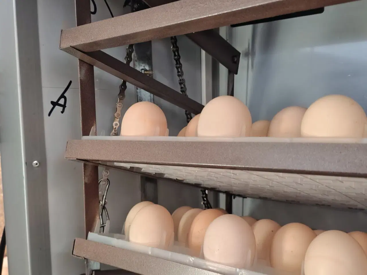 Billede 5 - Rugmaskine til 260 æg