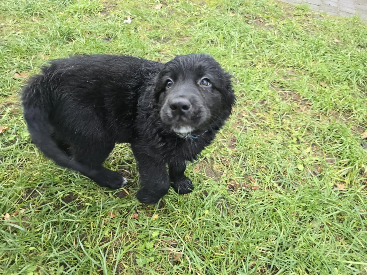 Billede 5 - Golden retriever blanding hanhund