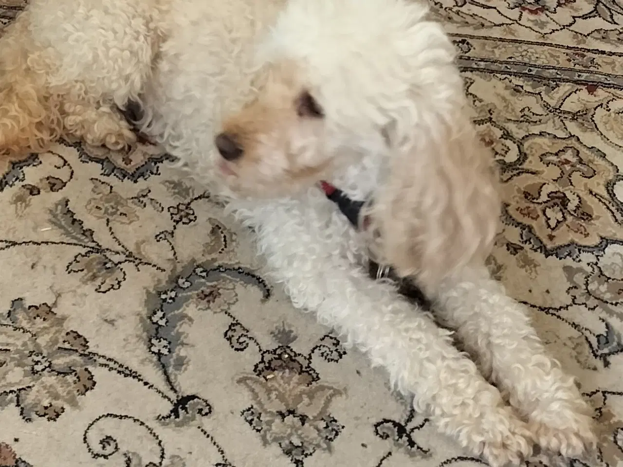 Billede 1 - Puddel hund, voksen. Renlig, familiehund