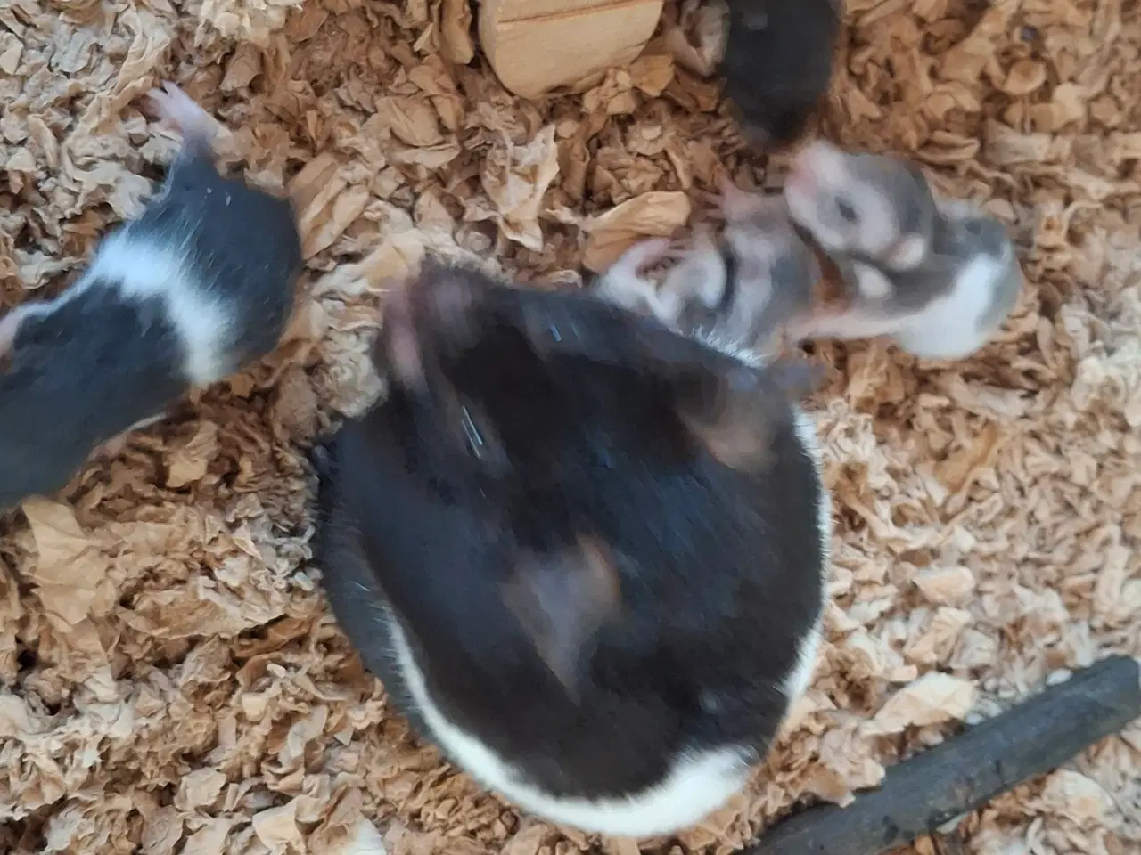 Billede 4 - Guldhamster unger 