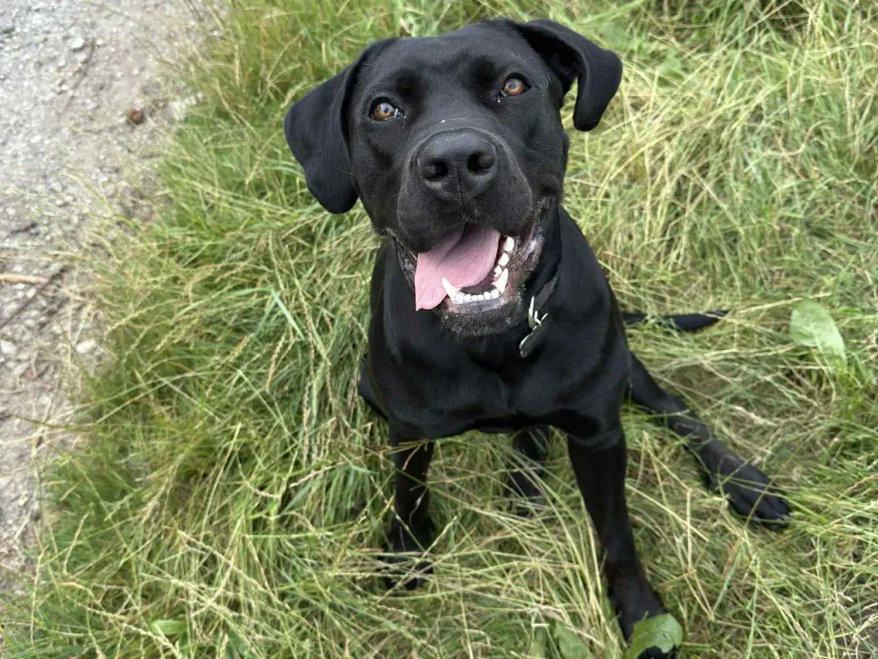 Billede 2 - Labrador/ cane corso tæve søger nyt hjem 