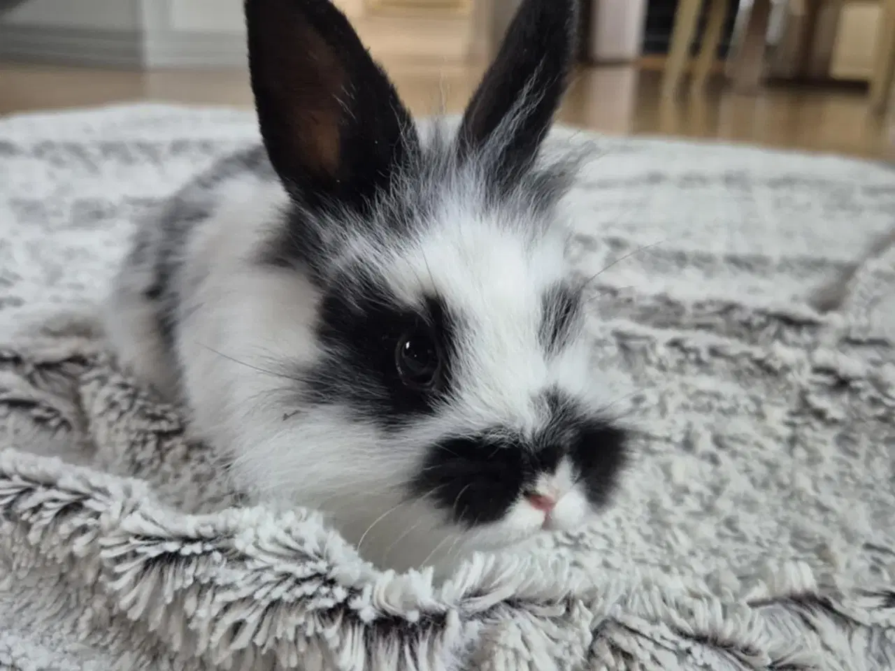 Billede 3 - Kaninunger blandings race 