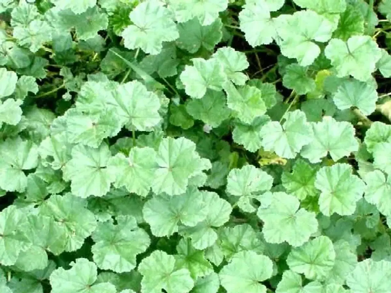 Billede 2 - Salat marokkansk (malva-salat) øko-frø