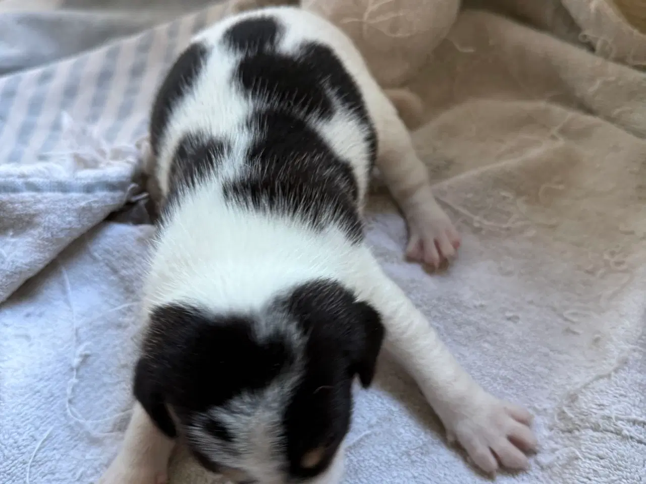 Billede 4 - Danske/Svensk