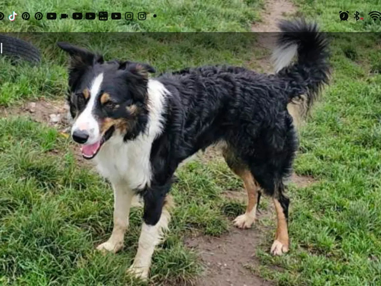 Billede 7 - Vidunderlig Border collie hvalp