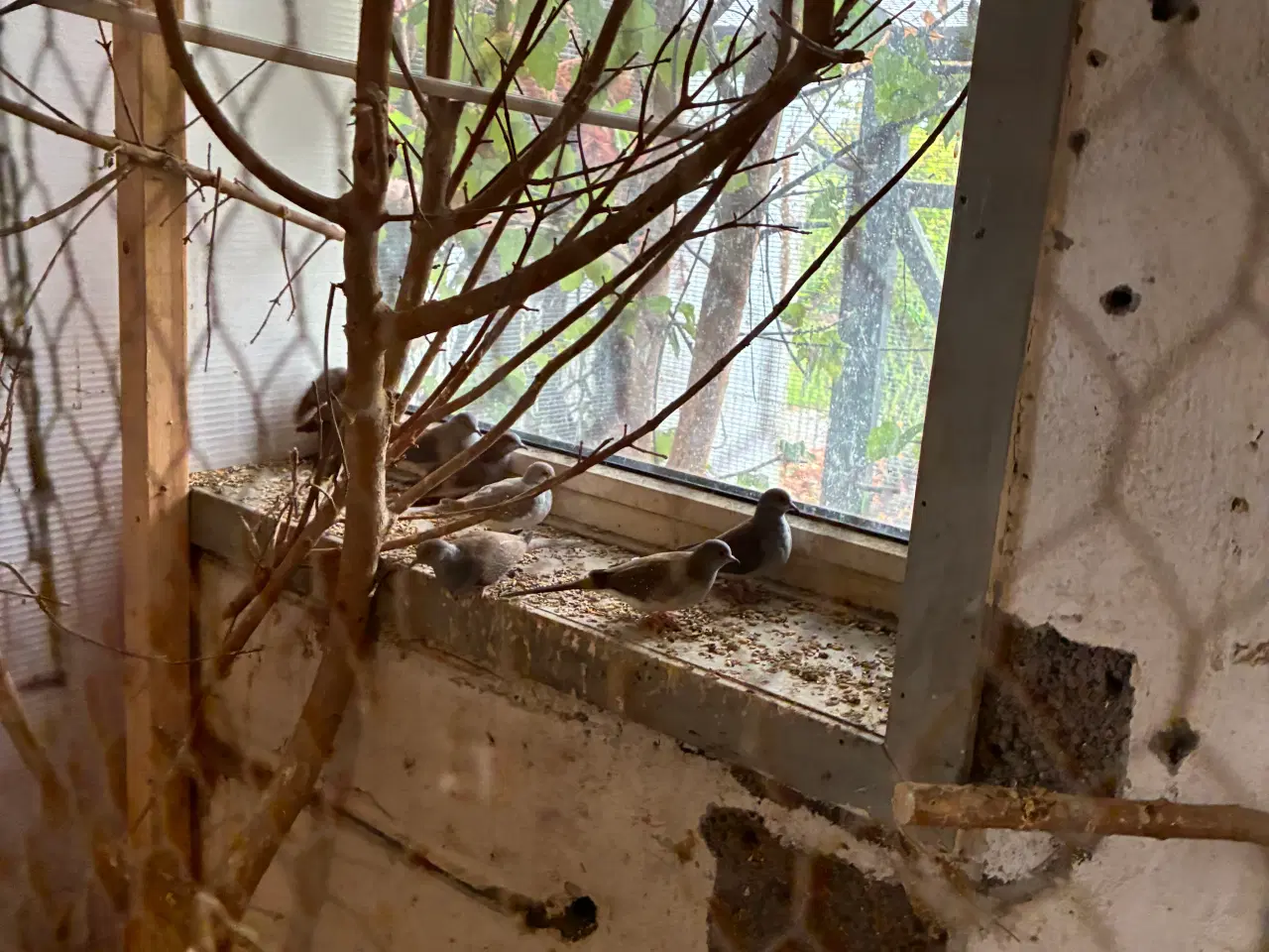 Billede 3 - Diamant duer