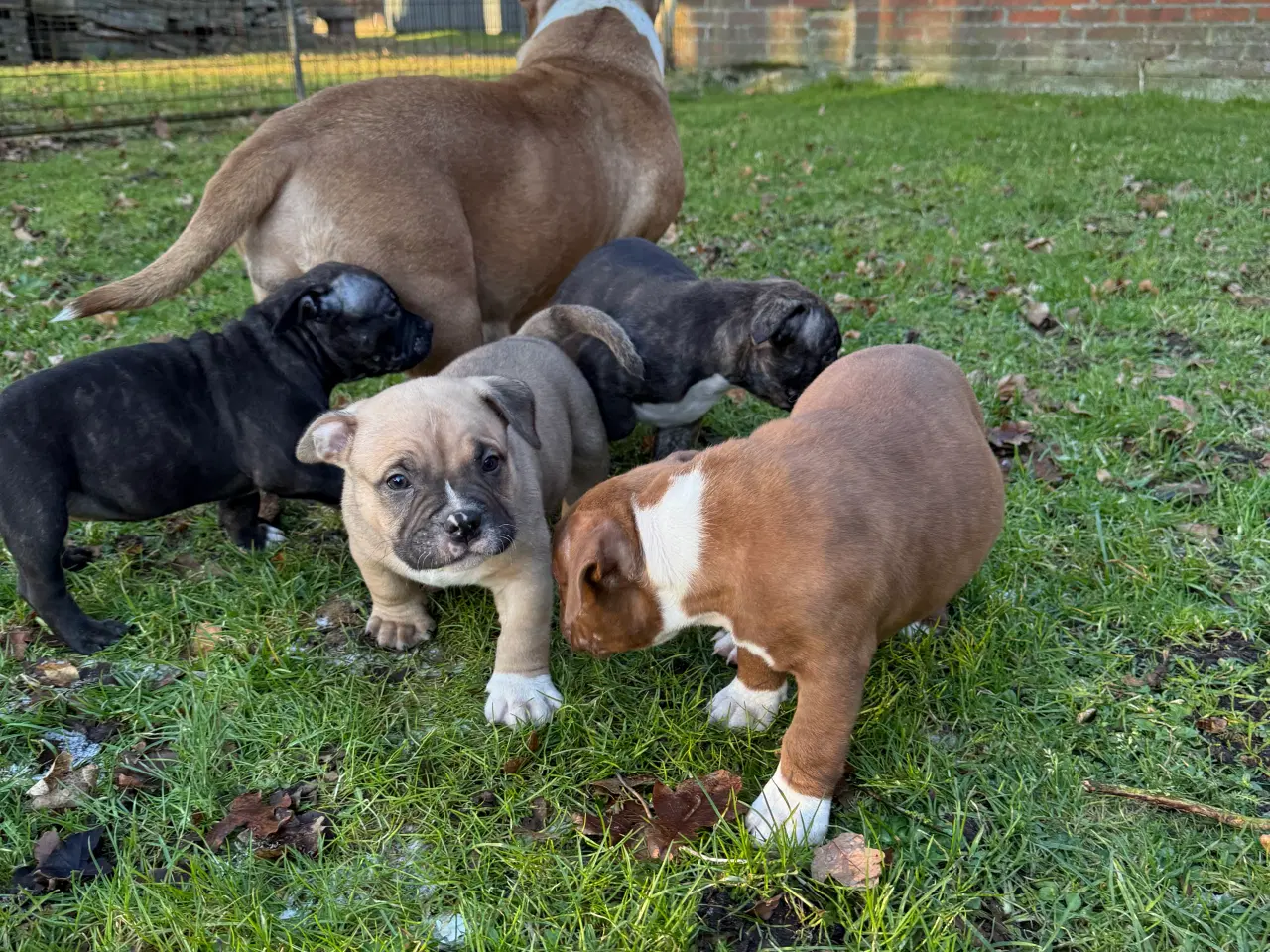 Billede 6 - American Bully Hvalpe