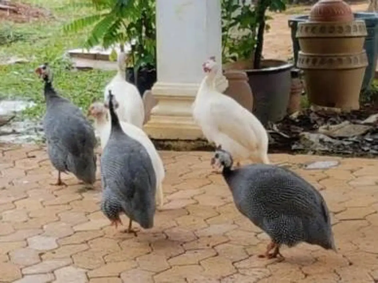 Billede 1 - 1.1 perlehøns i flere farver årgang 2024 og 2025