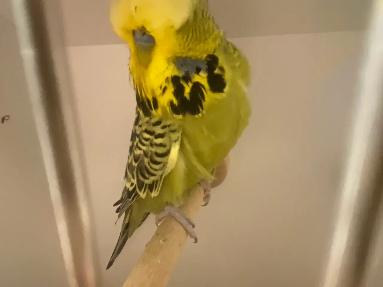 Billede 3 - Grågrøn engelsk undulat