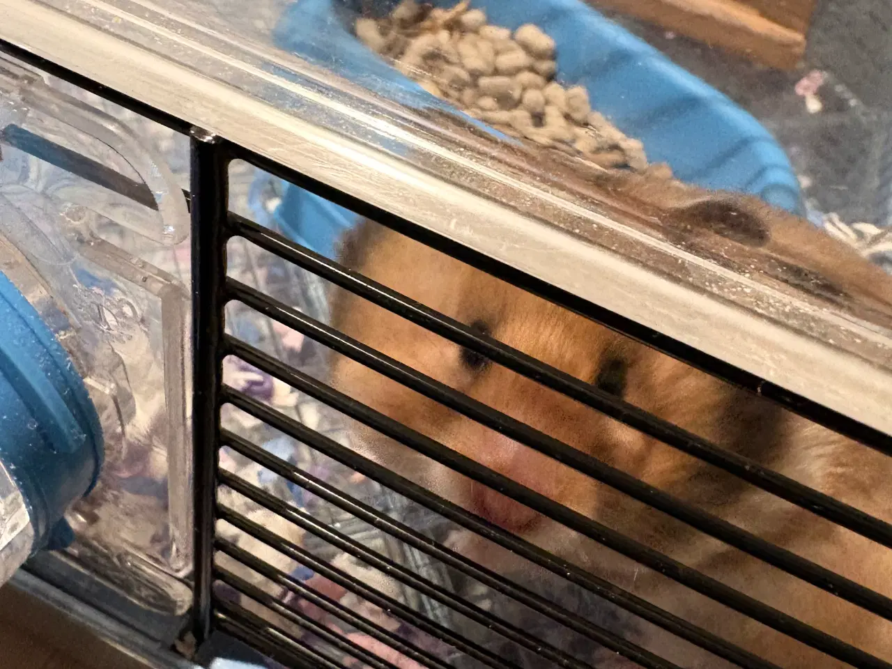 Billede 4 - Guldhamster