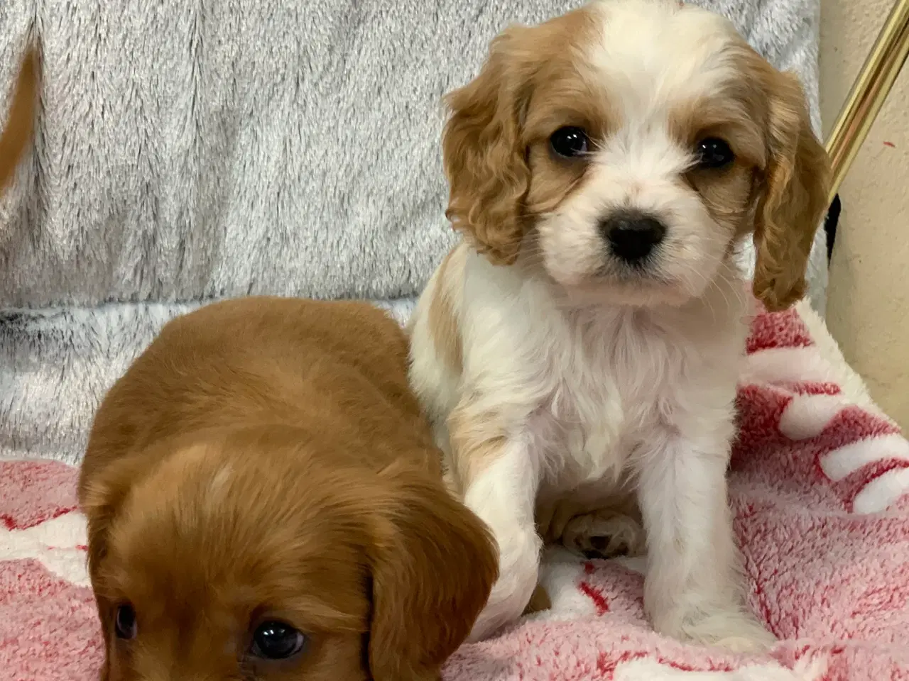 Billede 5 - De yndigste cavapoo babyer 