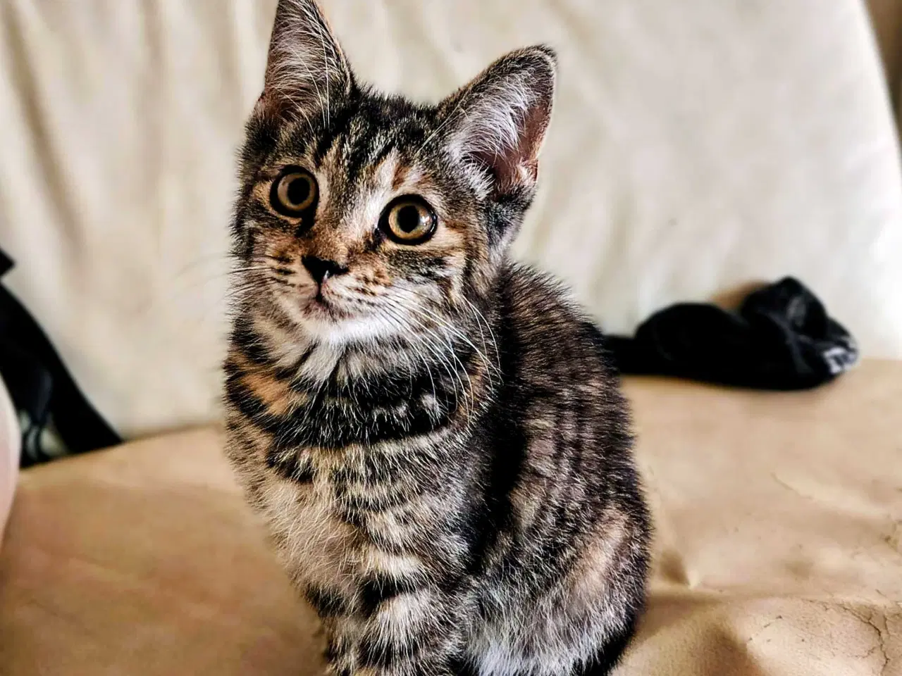 Billede 3 - Maine Coon 🐈Til forhandling ved rette hjem