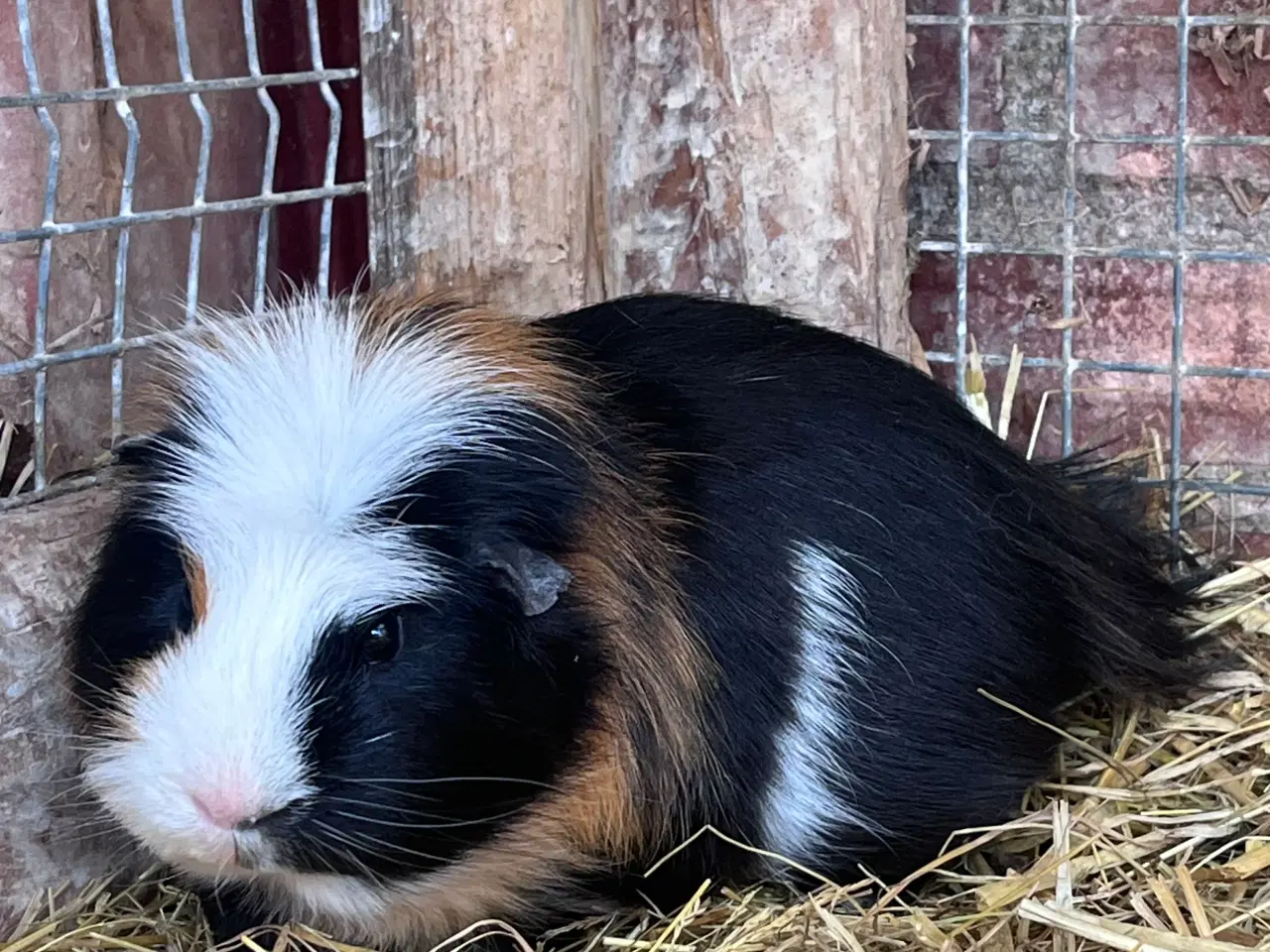 Billede 2 - Marsvine hanner