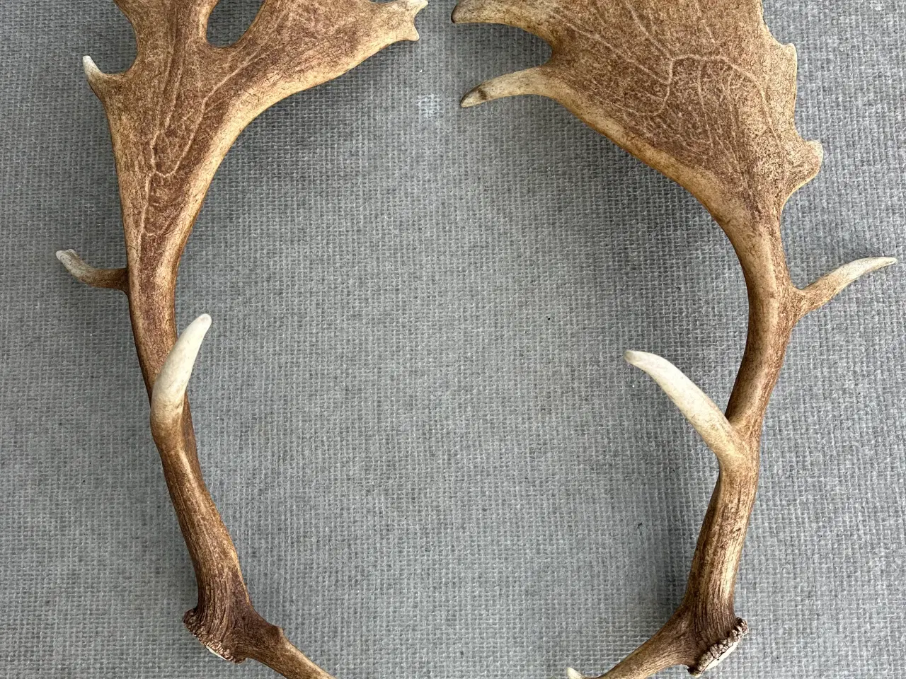 Billede 1 - Flotte kastestænger fra dåhjort sælges