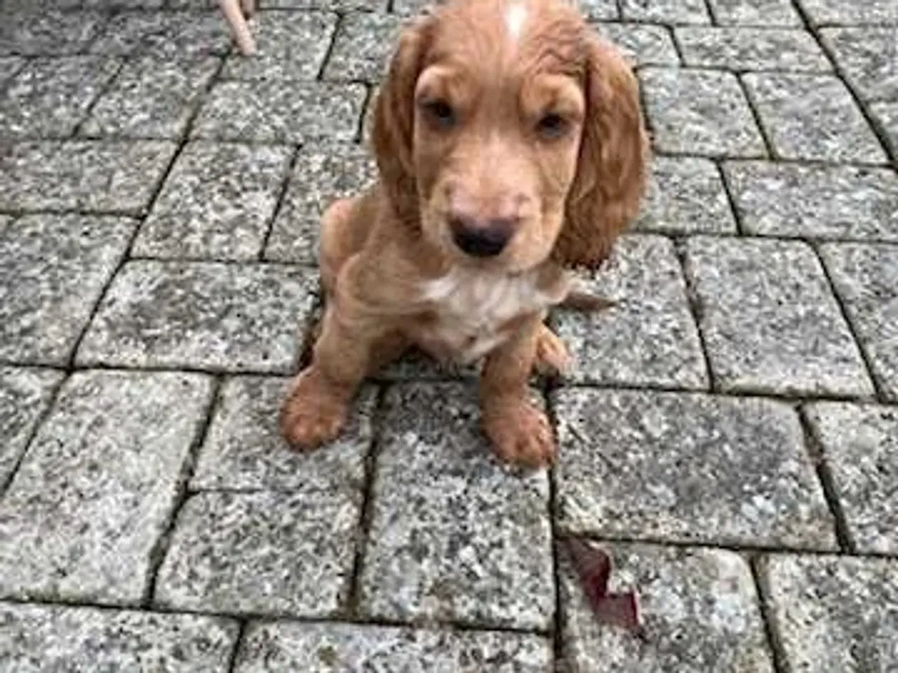 Billede 2 - Parring tilbydes af engelsk cocker spaniel 