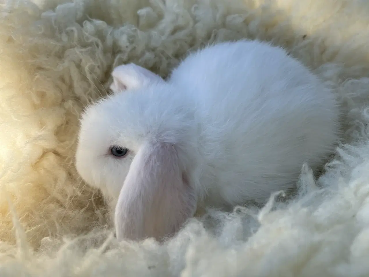 Billede 5 - Mini lop kaninunger 