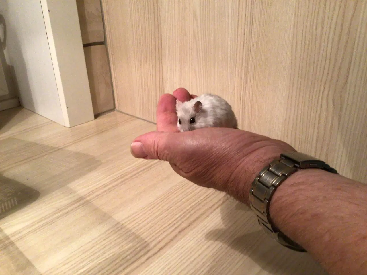 Billede 2 - Dværghamster