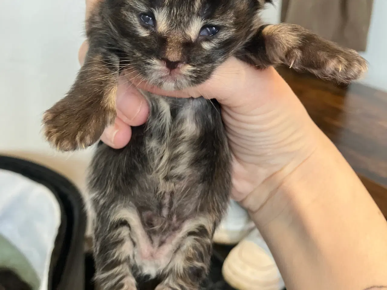 Billede 5 - Fineste Maine Coon killinger