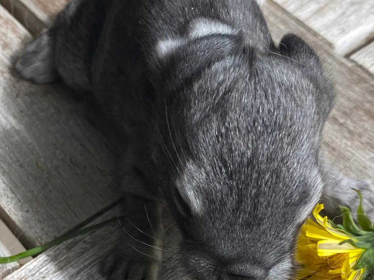 Billede 1 - FRANSK VÆDDER HAN CHINCHILLA