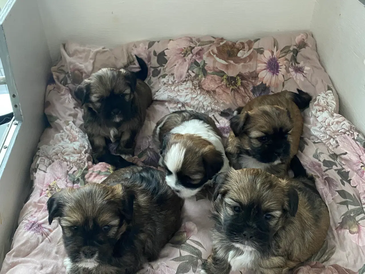 Billede 3 - Skønne Lhasa apso/shih tzu hvalpe søger ny madskål