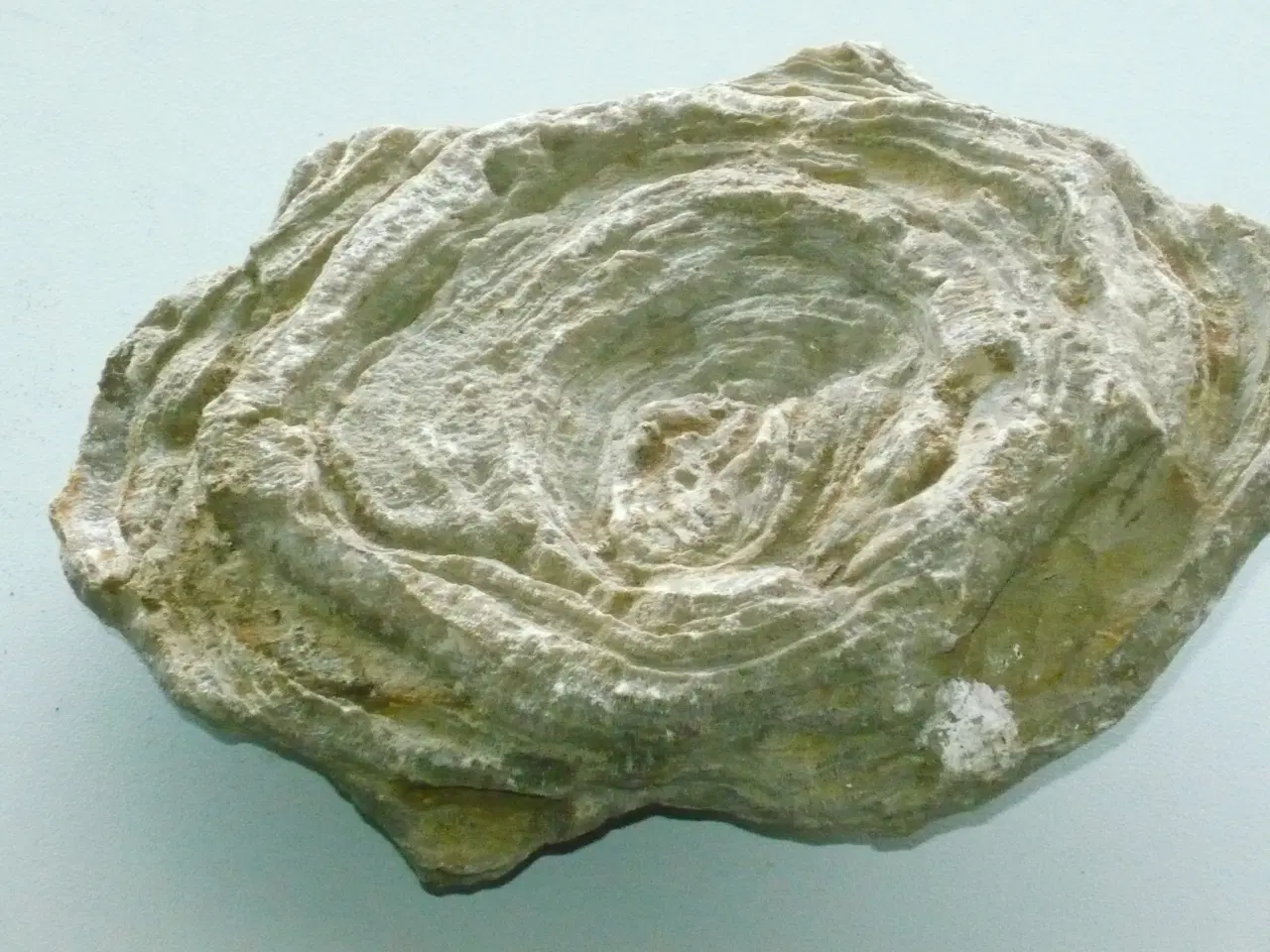 Billede 3 - Gammel Stromatoporoid