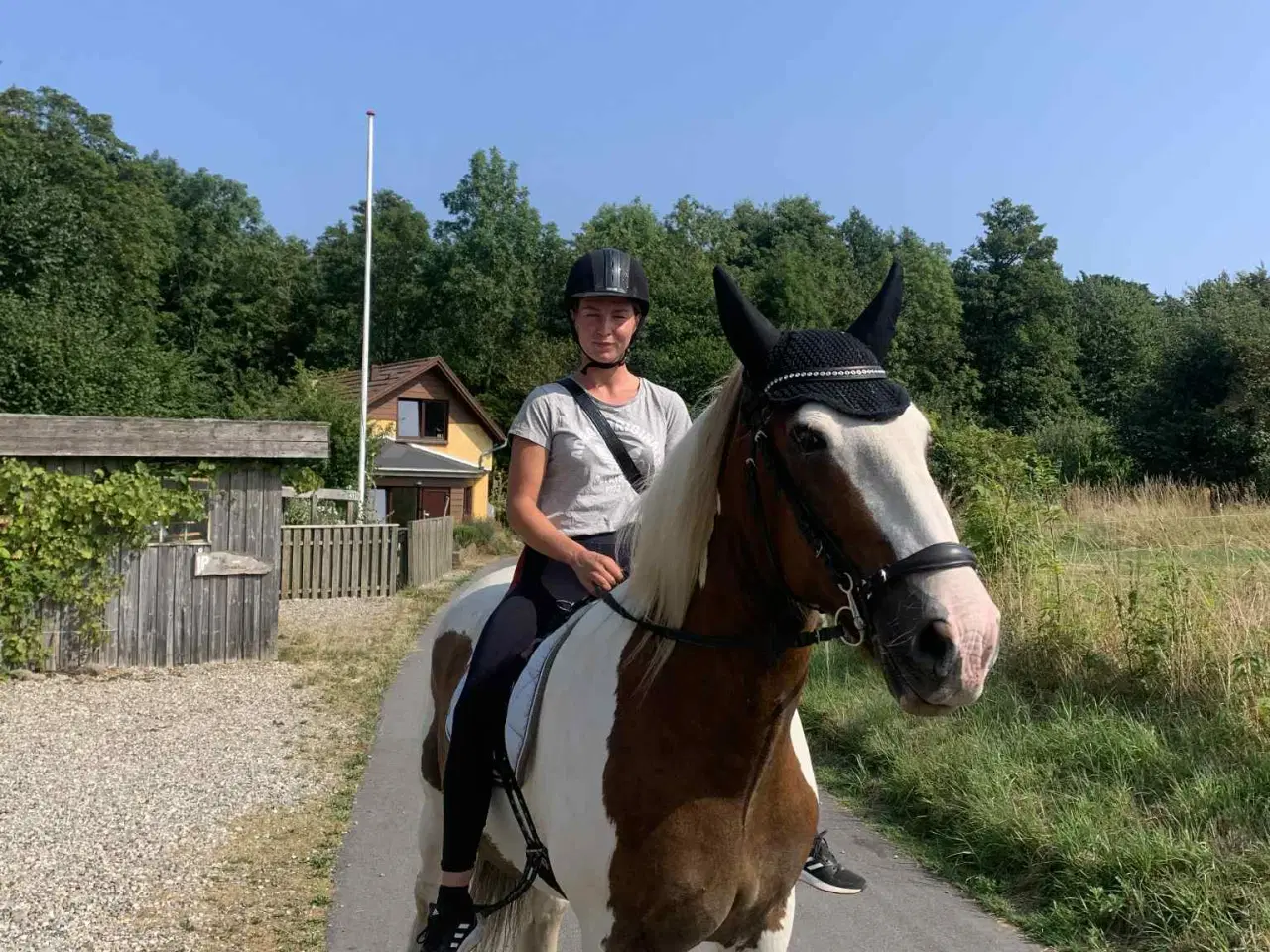 Billede 2 - Tinker vallak på 18 år Søger nyt og kærligt hjem.