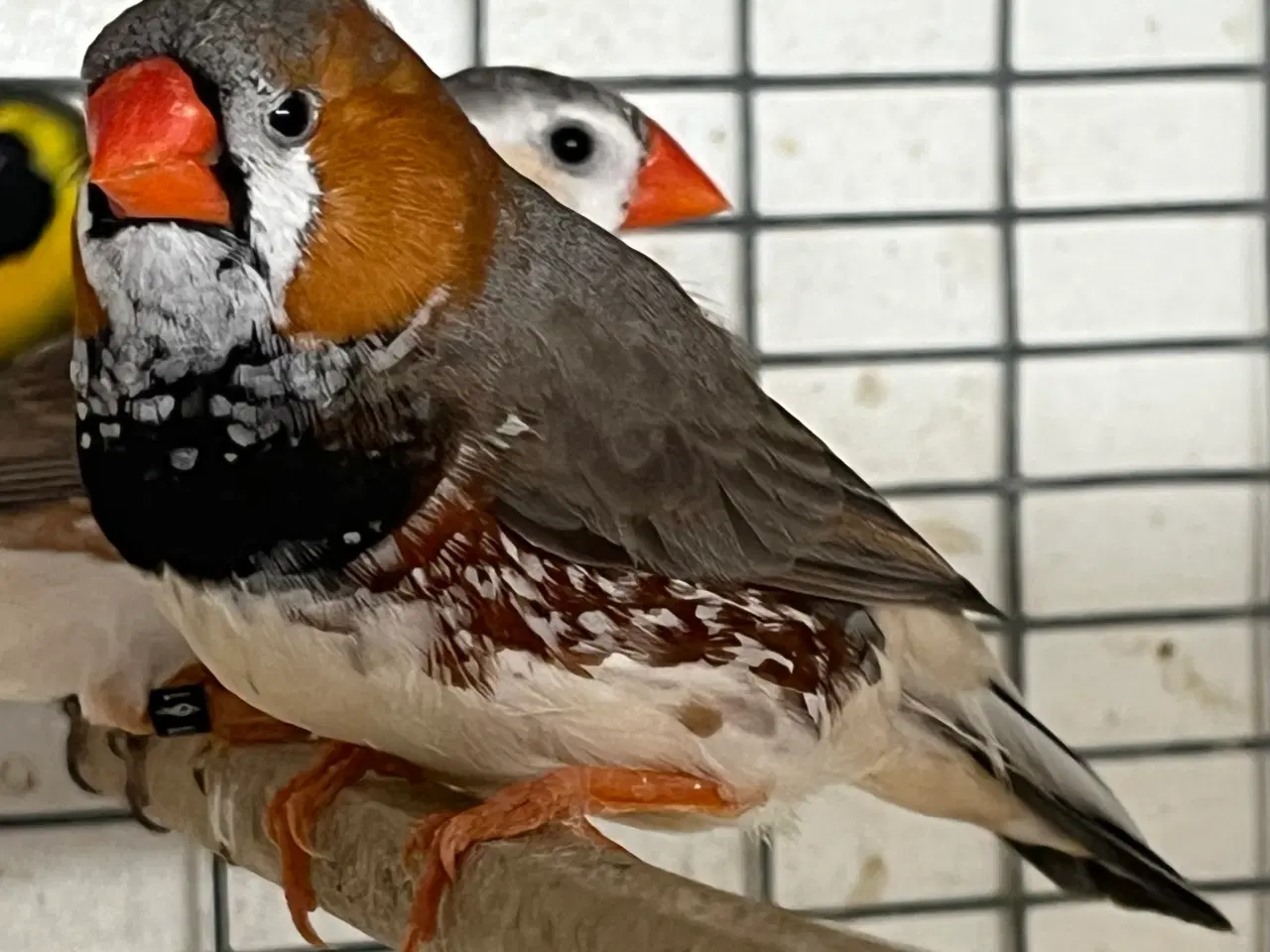 Billede 3 - Xl Zebrafinke