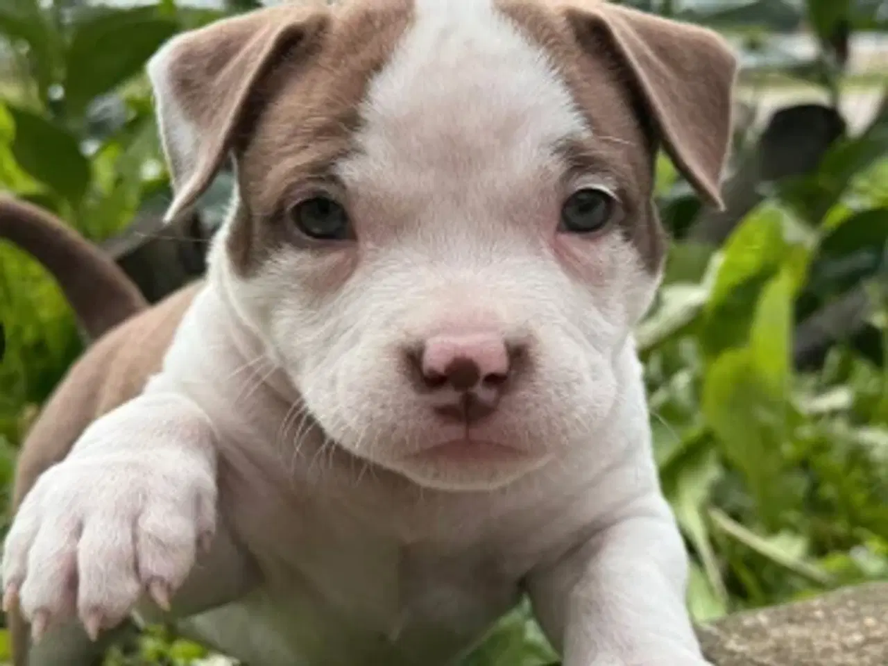 Billede 1 - American Bully hvalpe