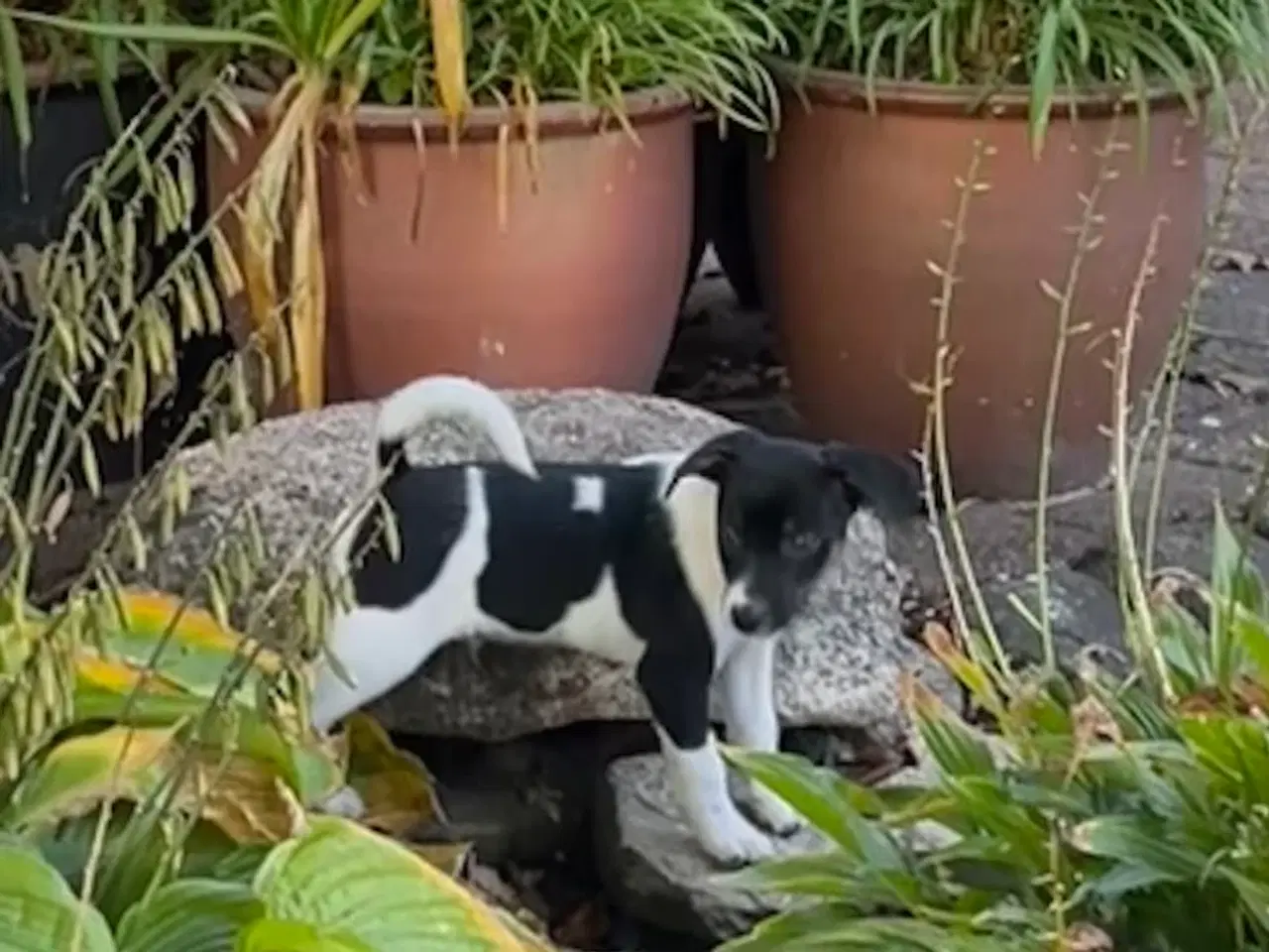 Billede 11 - Dansksvensk Gårdhund hvalpe