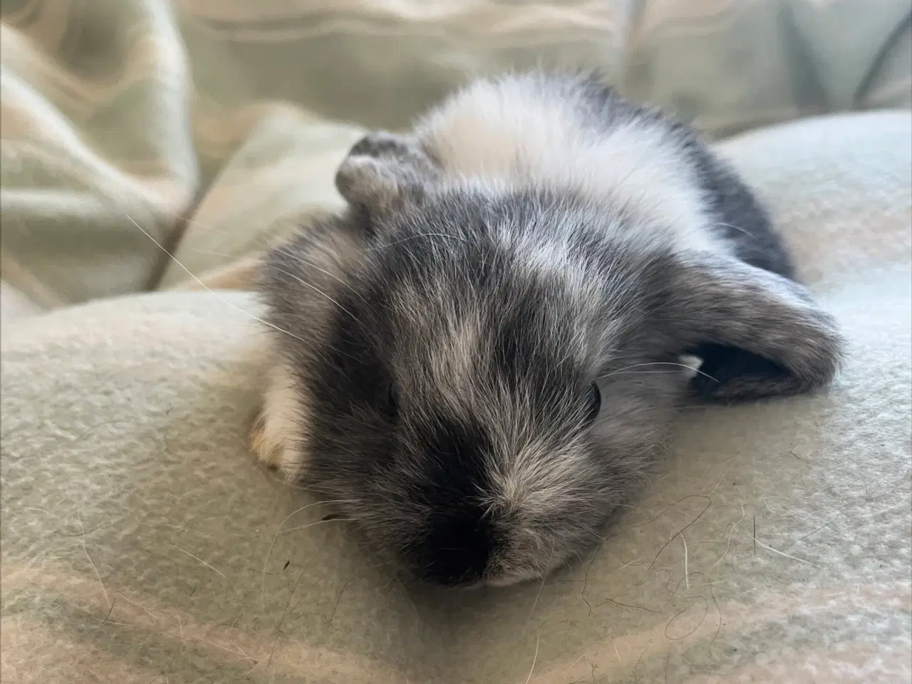 Billede 3 - 2 Minilop kaninunger til salg (Inkl. ALT tilbehør)