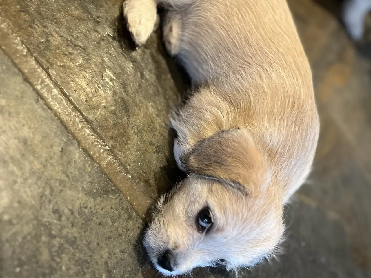 Billede 2 - Maltipoo/malteser