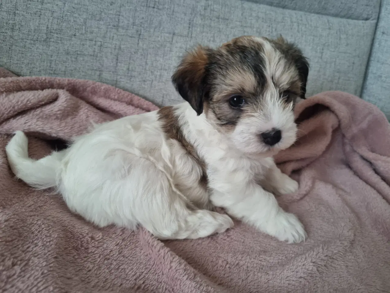 Billede 5 - Jack russell terrier/ Malteser 